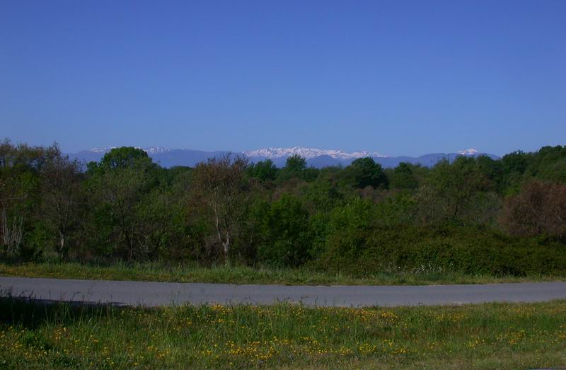 Flora corsa